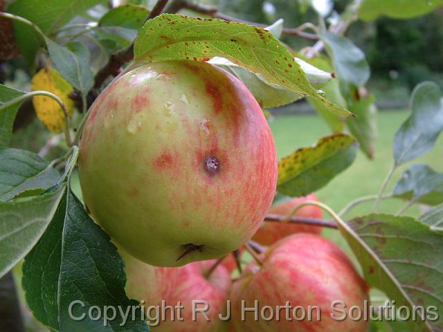Apples Grantham (3)